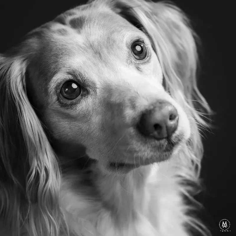 galerie-animaux-10