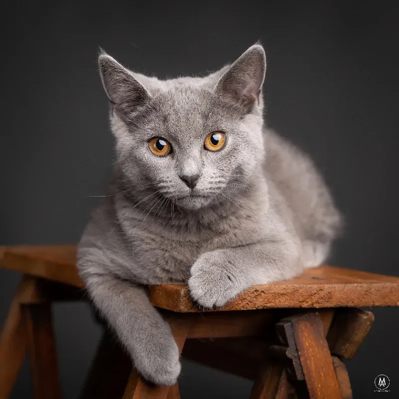galerie-animaux-7
