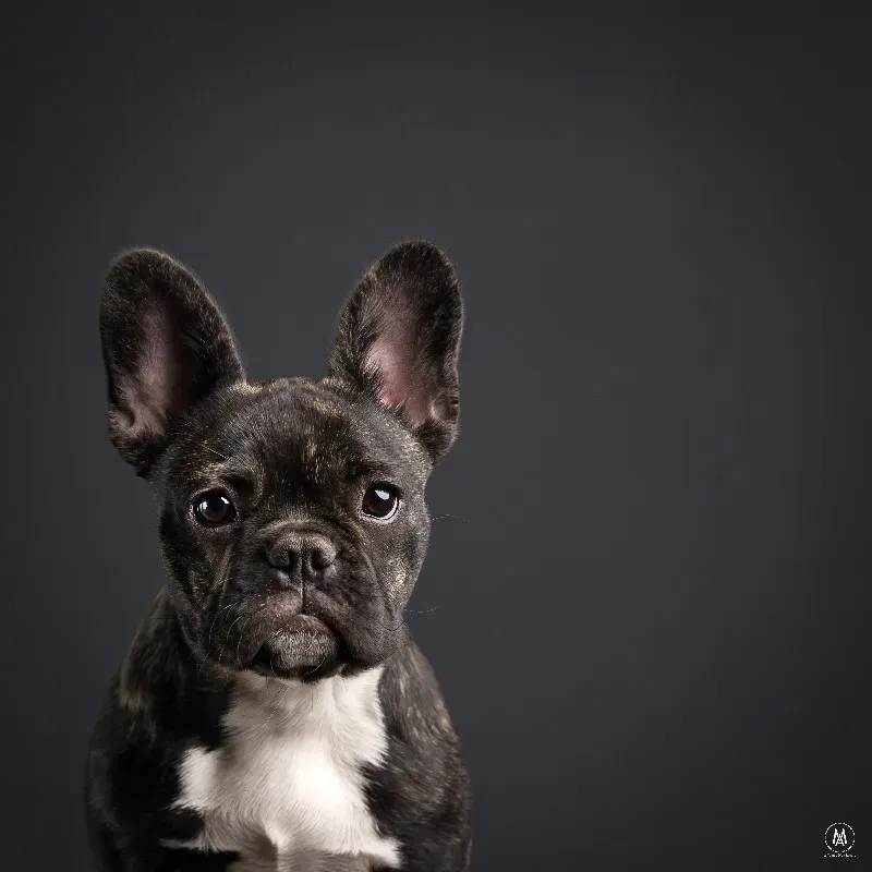 galerie-animaux-1
